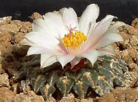 ariocarpus kotschoubeyanus04