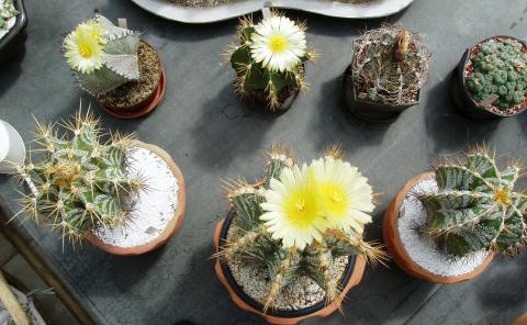 astrophytum01