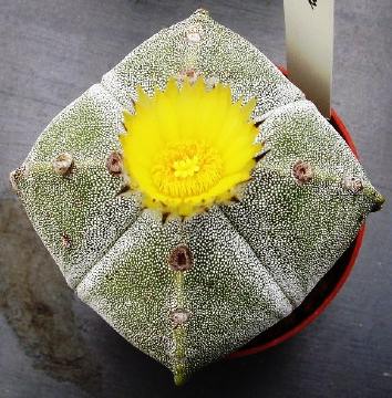 astrophytum myriostigma  quadricostatum