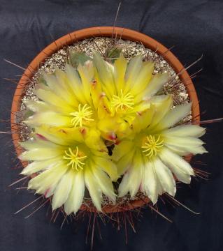 ferocactus02