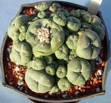 lophophora02