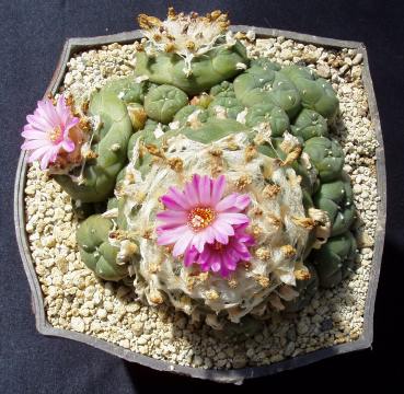 lophophora jourdania03