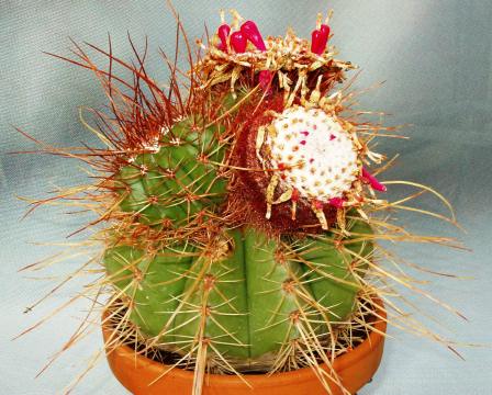 melocactus longispinus01