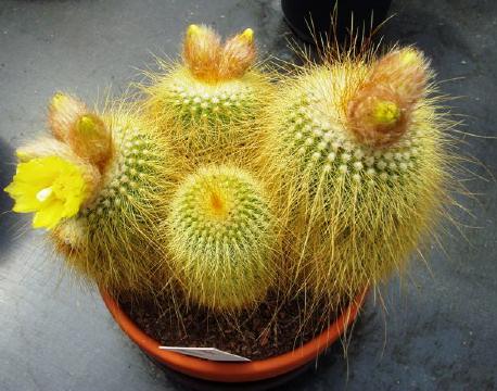 notocactus lenninghausii