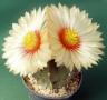 astrophytum hybride05