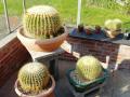 echinocactus grusonii01